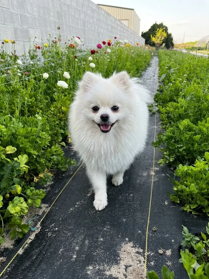 Farm dog at Humble Rice Farmer